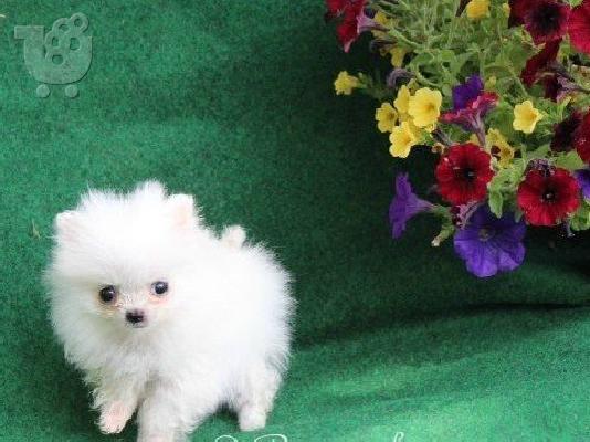 PoulaTo: πομερανικό κουτάβια /  pomeranian  mini