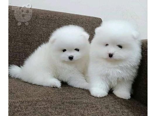 PoulaTo: Καταπληκτικά κουτάβια από Pomeranian!