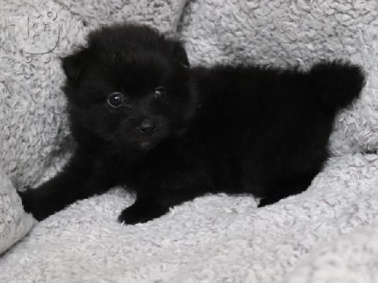 Κουτάβια Pomeranian