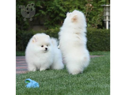 PoulaTo: Προσφορά χαριτωμένων κουταβιών Pomeranian