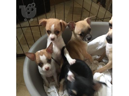 PoulaTo: Όμορφη γενεαλογία Chihuahuas