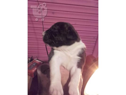 pit bull arabai aziat