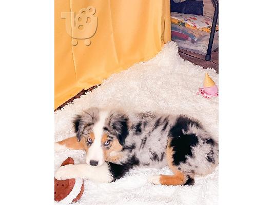 PoulaTo: Τα γοητευτικά κουτάβια Australian Shepherd