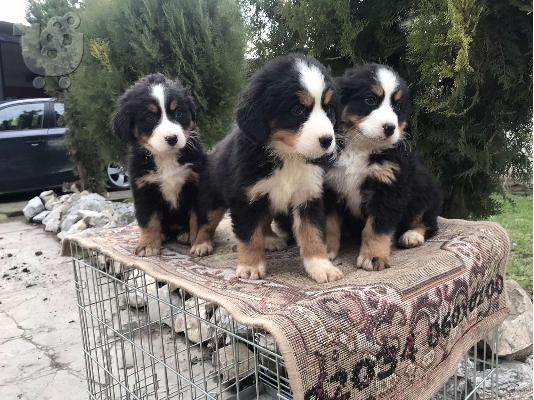 PoulaTo: Κουτάβια Bernese Mountain Dog