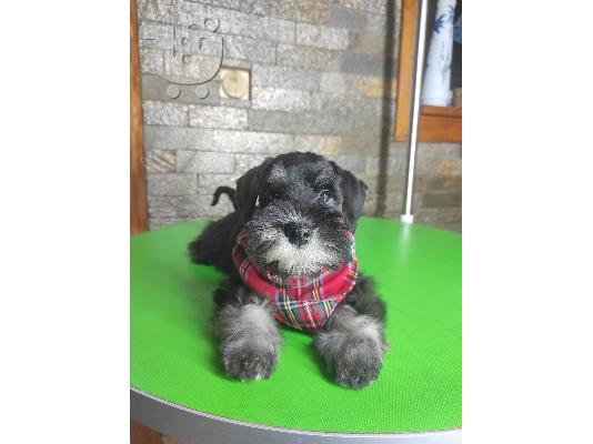 Μινιατούρα Schnauzer ΟΜΟΡΦΑ κουταβάκια