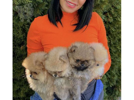 Ένα όμορφο καθαρόαιμο Pomeranians