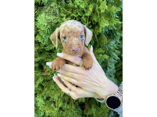 Κουτάβια νάνος Dachshund εξωτικού χρώματος