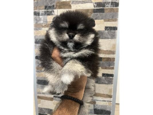 Κουτάβια Pomeranian