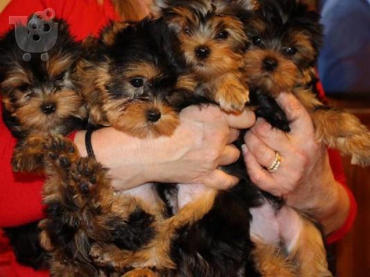 PoulaTo: mini τεριέ του Γιορκσάιρ - mini Yorkshire Terrier