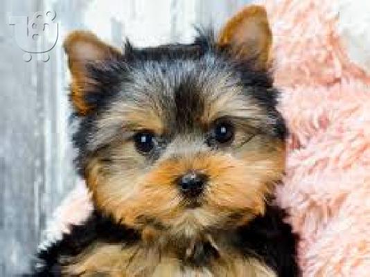 υγιή κουτάβια yorkie έτοιμα