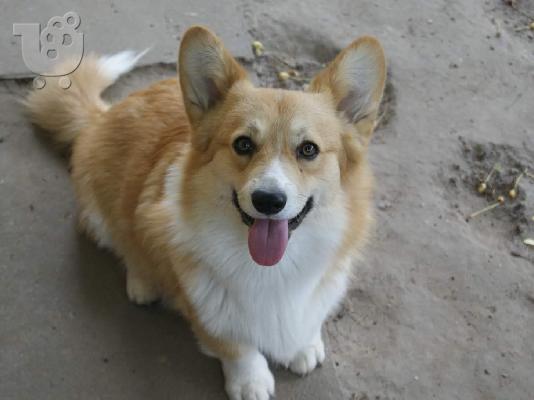 PoulaTo: Pembroke Welsh Corgi