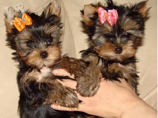PoulaTo: σκουπίδια από κουτάβια Yorkie