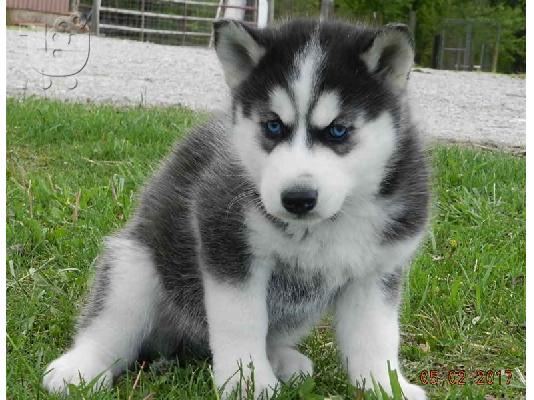 Ανήσυχος γενεαλογικό Husky Puppies έτοιμο για υιοθεσία!...