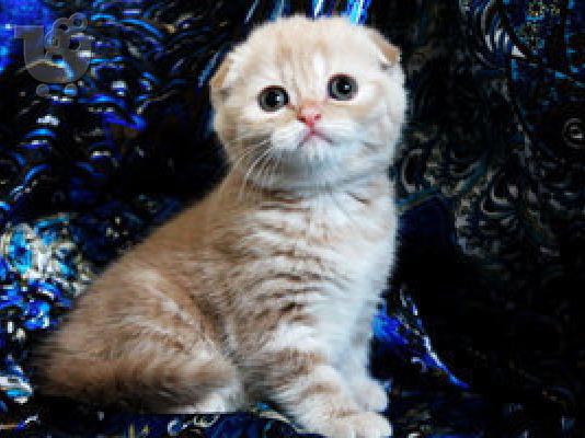 PoulaTo: Purebreed Scottish fold γατάκια