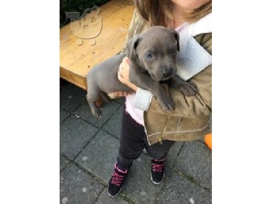 PoulaTo: Kc Εγγεγραμμένοι Staffordshire Bull Terrier