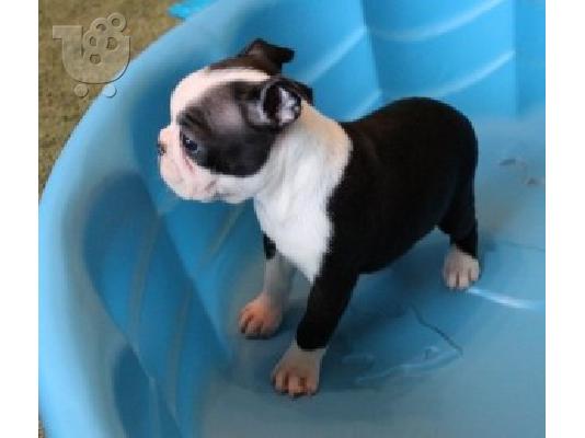 PoulaTo: Super Adorable Boston Terrier κουτάβια