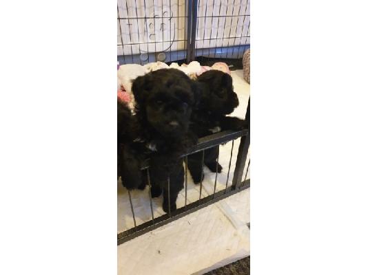 PoulaTo: Κουτάβια Lhasa Apso