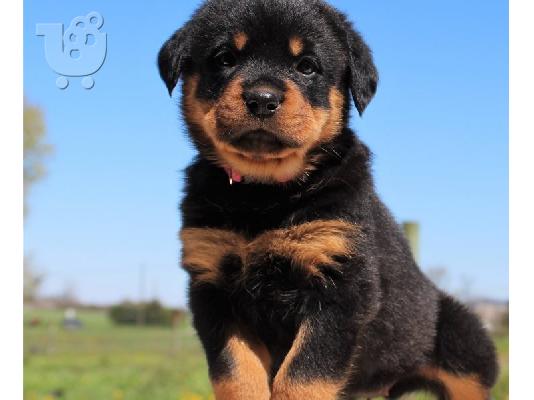 PoulaTo: Rottweiler
