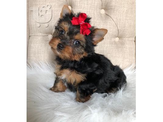 PoulaTo: Το Yorkshire Terrier είναι έτοιμο για ένα νέο σπίτι