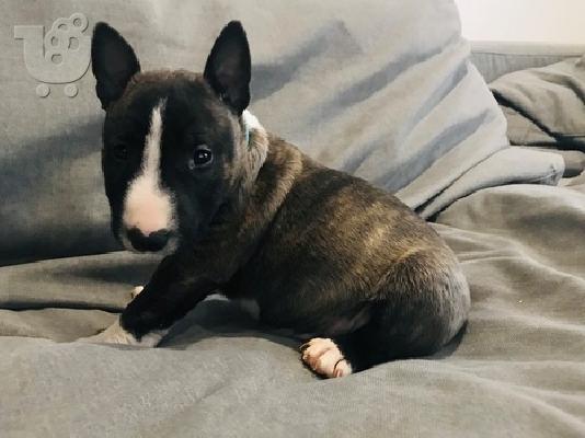 Bull Terrier