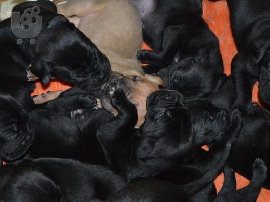 Cane Corso κουτάβια