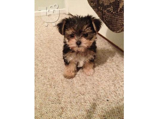 Morkie