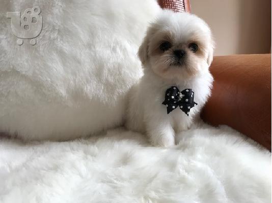 PoulaTo: Απόλυτη cutie, μικρό κουτάβι Shih Tzu έτοιμο τώρα