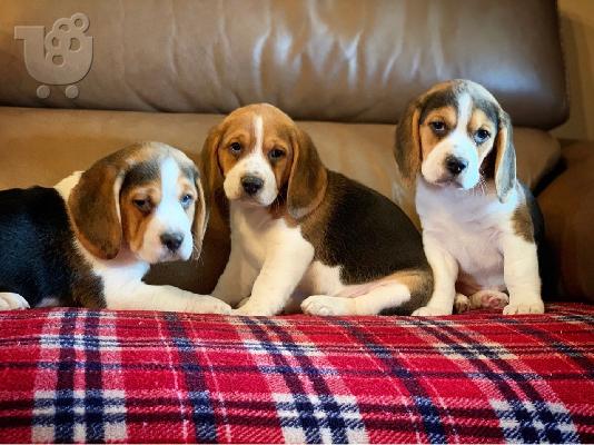 Πώληση κουτάβια Nice Beagle.