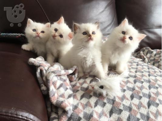 birman x ragdoll