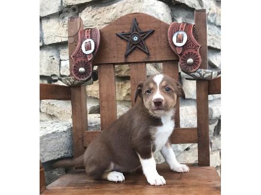 PoulaTo: Χαριτωμένο κουτάβι Border Collie