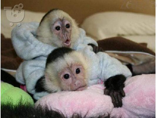 Diathésimes pithíkous aby Marmosets kai Capuchins