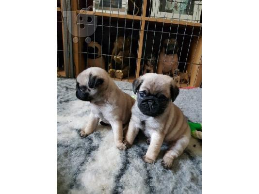 PoulaTo: Διαθέσιμα κουτάβια PUG