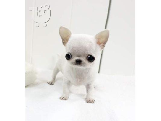 Kc Εγγεγραμμένος Chihuahua Dog
