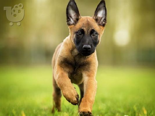 PoulaTo: Malinois – Μαλινουά