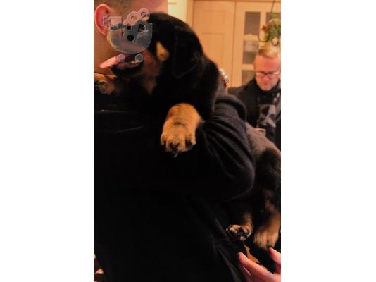 PoulaTo: Awesome rottweiller κουτάβια διαθέσιμα