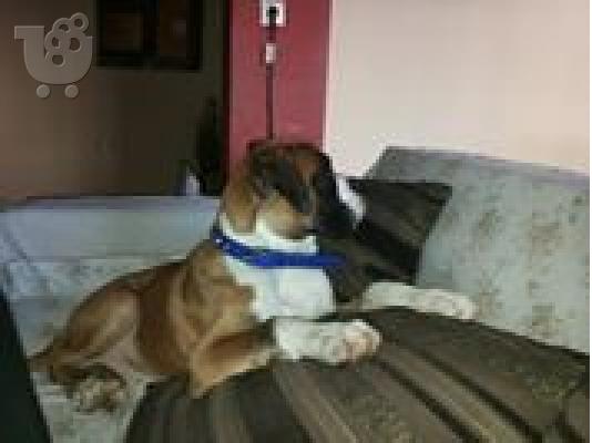 BOXER