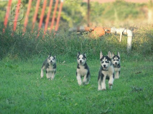Πωλούνται καθαρόαιμα Χάσκι Σιβηρίας (Siberian Husky).