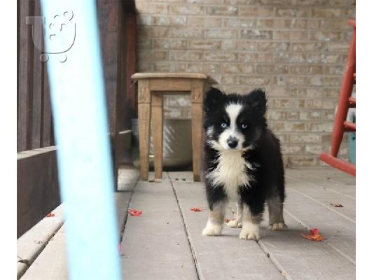 Αξιολάτρευτα κουτάβια Pomsky προς πώληση.