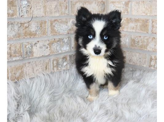 Αξιολάτρευτα κουτάβια Pomsky προς πώληση.
