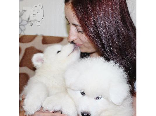Διαθέσιμα όμορφα κουτάβια Samoyed