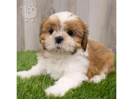 PoulaTo: shih tzu  κουτάβια