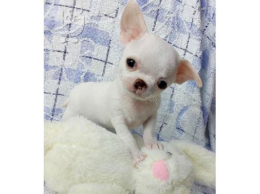 Chihuahua σκυλιά και κουτάβια προς πώληση