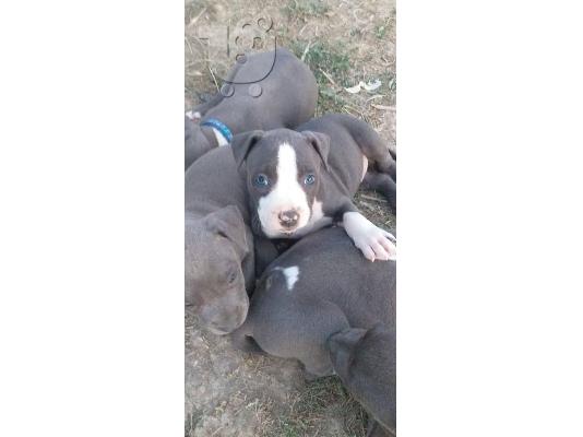 American Staffordshire Terrier BLUE LINE