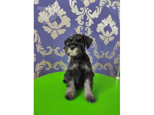 Μινιατούρα Schnauzer