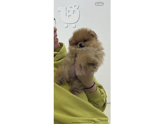 Pomeranian Spitz κουτάβια