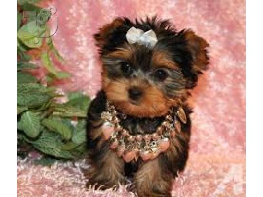 PoulaTo: Υπέροχες κουτάβια Yorkie