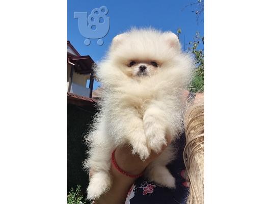 Pomeranian Boo, καθαρόαιμα κουτάβια