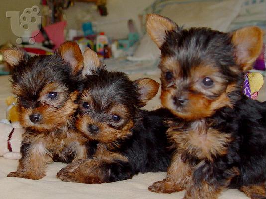 PoulaTo: Yorkshire Terrier Mini