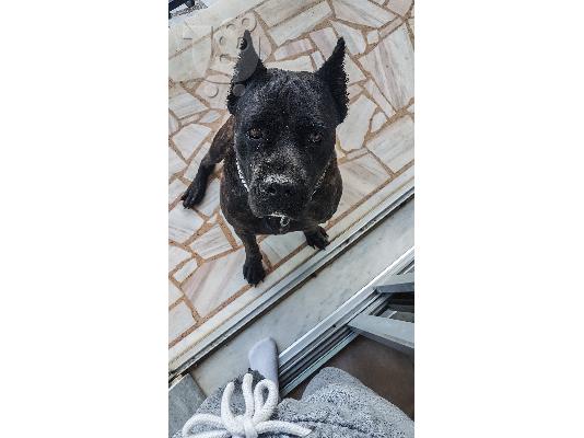 Cane corso/Κανε κορσο