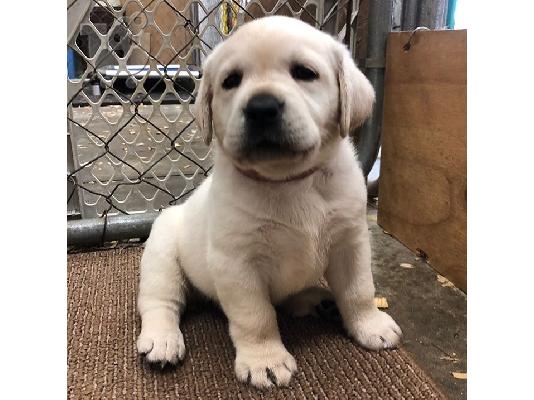 PoulaTo: Labrador puppy parents health health   WhatsApp at +31687270602